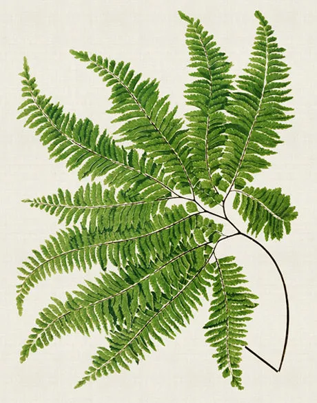 Lush Fern I