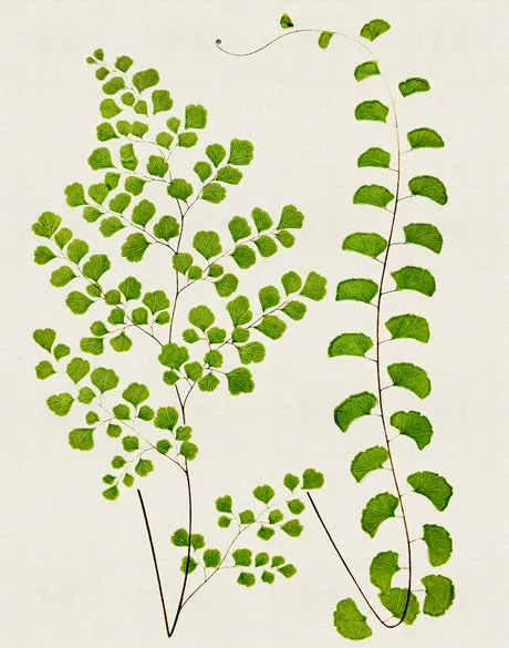 Lush Fern II