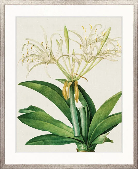 Lush Tropic VII