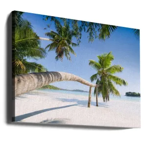 Seychelles Palm Beach